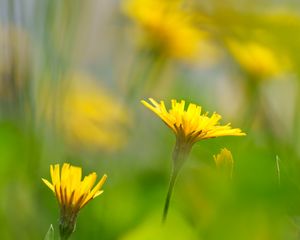 Preview wallpaper dandelions, flowers, yellow, green, petals, blur