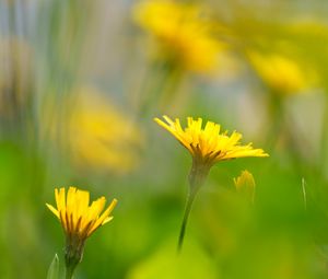 Preview wallpaper dandelions, flowers, yellow, green, petals, blur