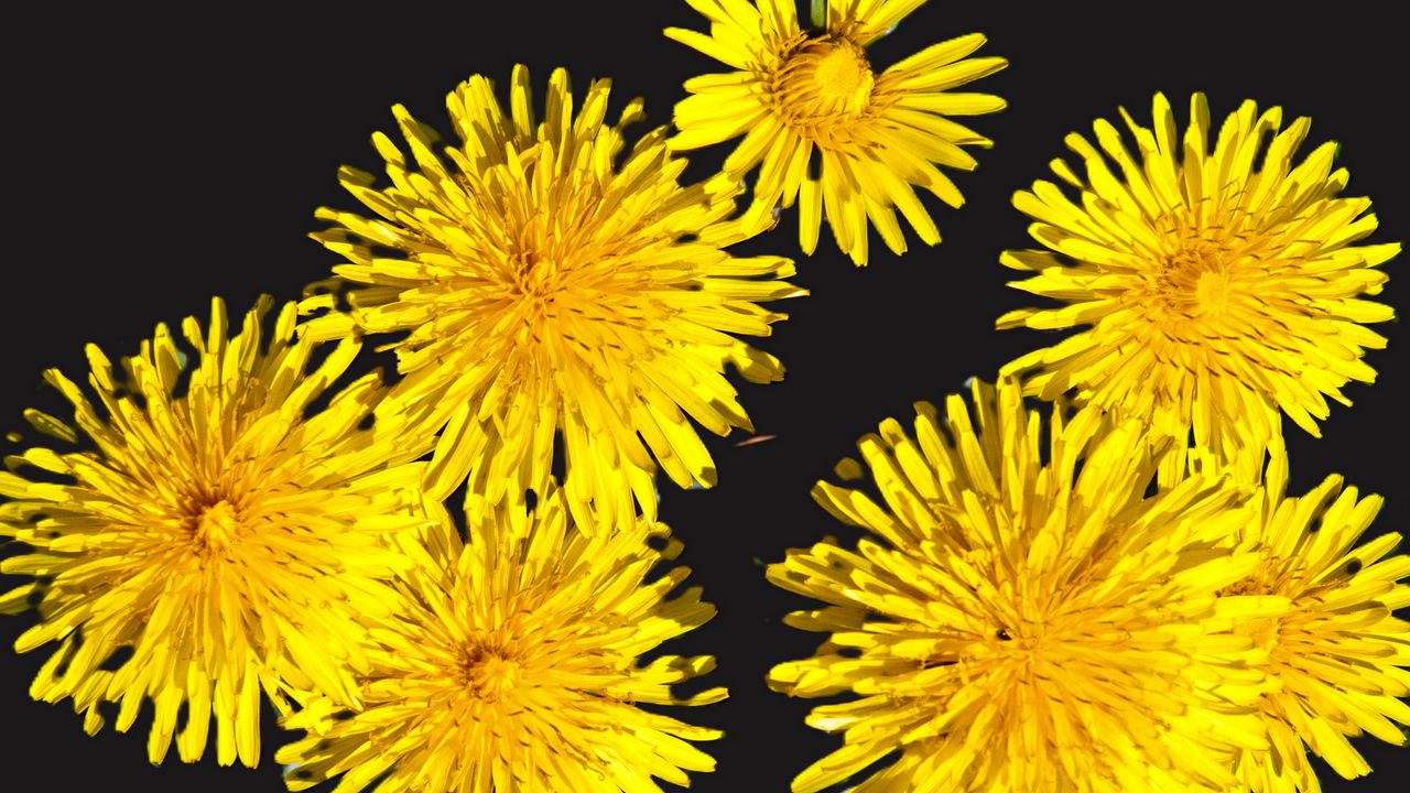 Wallpaper dandelions, flowers, yellow, plants