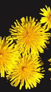 Preview wallpaper dandelions, flowers, yellow, plants