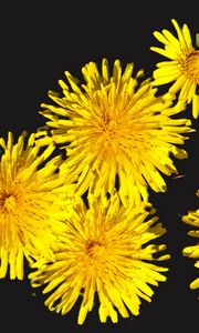 Preview wallpaper dandelions, flowers, yellow, plants