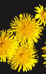 Preview wallpaper dandelions, flowers, yellow, plants