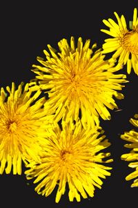 Preview wallpaper dandelions, flowers, yellow, plants