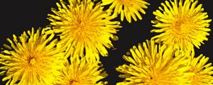 Preview wallpaper dandelions, flowers, yellow, plants