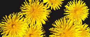 Preview wallpaper dandelions, flowers, yellow, plants