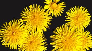 Preview wallpaper dandelions, flowers, yellow, plants