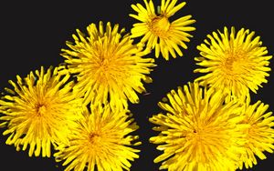 Preview wallpaper dandelions, flowers, yellow, plants