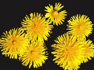Preview wallpaper dandelions, flowers, yellow, plants
