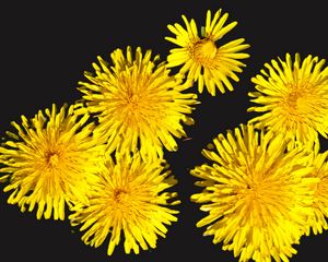 Preview wallpaper dandelions, flowers, yellow, plants