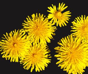 Preview wallpaper dandelions, flowers, yellow, plants