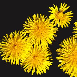 Preview wallpaper dandelions, flowers, yellow, plants