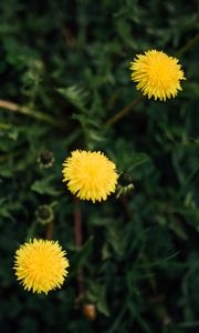 Preview wallpaper dandelions, flowers, yellow, plant, spring