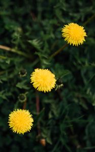 Preview wallpaper dandelions, flowers, yellow, plant, spring