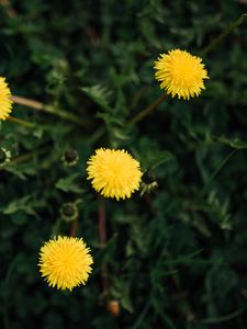 Preview wallpaper dandelions, flowers, yellow, plant, spring