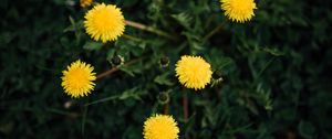 Preview wallpaper dandelions, flowers, yellow, plant, spring