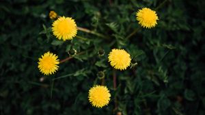 Preview wallpaper dandelions, flowers, yellow, plant, spring