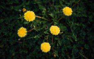 Preview wallpaper dandelions, flowers, yellow, plant, spring
