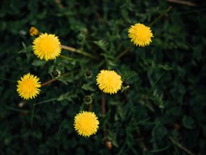 Preview wallpaper dandelions, flowers, yellow, plant, spring