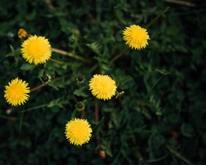 Preview wallpaper dandelions, flowers, yellow, plant, spring