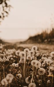 Preview wallpaper dandelions, fluffy, white, plants, nature