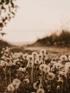 Preview wallpaper dandelions, fluffy, white, plants, nature