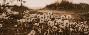 Preview wallpaper dandelions, fluffy, white, plants, nature