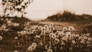 Preview wallpaper dandelions, fluffy, white, plants, nature