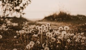 Preview wallpaper dandelions, fluffy, white, plants, nature