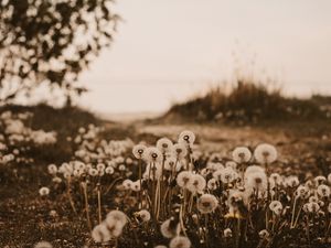 Preview wallpaper dandelions, fluffy, white, plants, nature