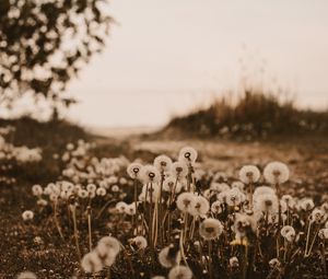 Preview wallpaper dandelions, fluffy, white, plants, nature