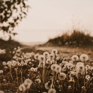 Preview wallpaper dandelions, fluffy, white, plants, nature