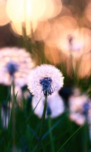 Preview wallpaper dandelions, grass, field, flowers, feathers