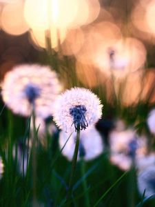 Preview wallpaper dandelions, grass, field, flowers, feathers