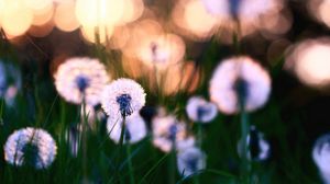 Preview wallpaper dandelions, grass, field, flowers, feathers