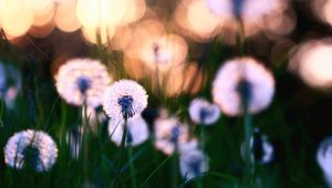 Preview wallpaper dandelions, grass, field, flowers, feathers