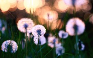 Preview wallpaper dandelions, grass, field, flowers, feathers