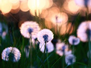 Preview wallpaper dandelions, grass, field, flowers, feathers