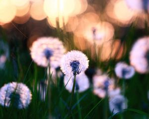 Preview wallpaper dandelions, grass, field, flowers, feathers