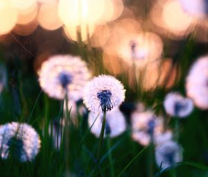 Preview wallpaper dandelions, grass, field, flowers, feathers