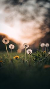 Preview wallpaper dandelions, grass, macro