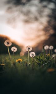 Preview wallpaper dandelions, grass, macro