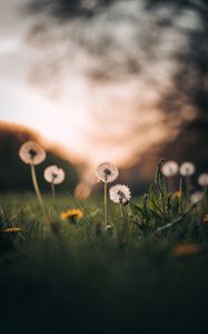 Preview wallpaper dandelions, grass, macro