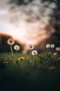 Preview wallpaper dandelions, grass, macro