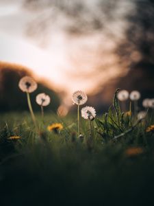 Preview wallpaper dandelions, grass, macro