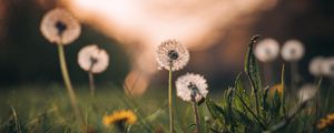 Preview wallpaper dandelions, grass, macro