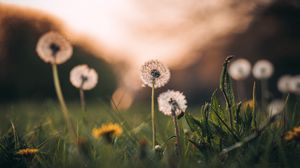 Preview wallpaper dandelions, grass, macro