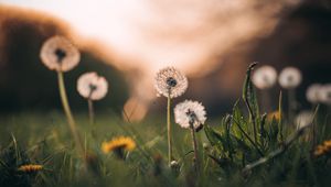 Preview wallpaper dandelions, grass, macro