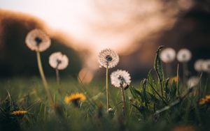 Preview wallpaper dandelions, grass, macro