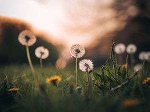 Preview wallpaper dandelions, grass, macro