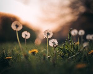 Preview wallpaper dandelions, grass, macro